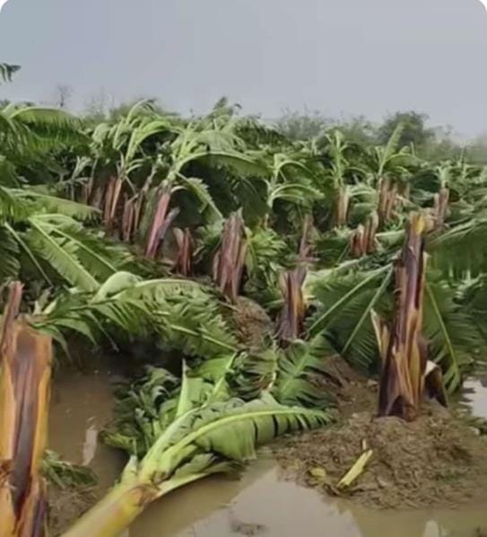 Bananas destroyed in Khadda, department busy in assessing the damage