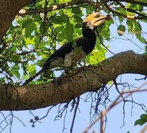 The world of Hornbill birds is adding to the beauty of PTR, their sound reverberates for a kilometer