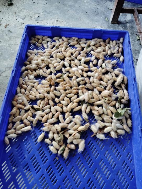 Coral farming will be done in Bageshwar, farmers will become self-reliant