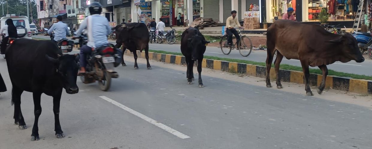 Stress is also affecting animals, they are attacking
