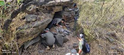 shivpuri-The satellite collar of a tiger named Tandav was damaged, it was replaced after being sedated