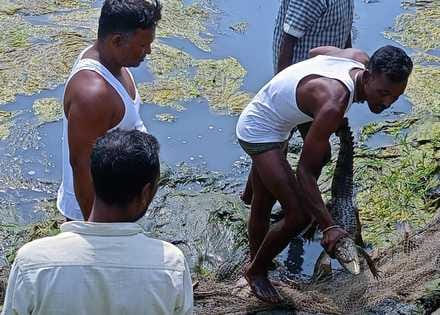Crocodile caught from Tarapur pond and released in Ganga
