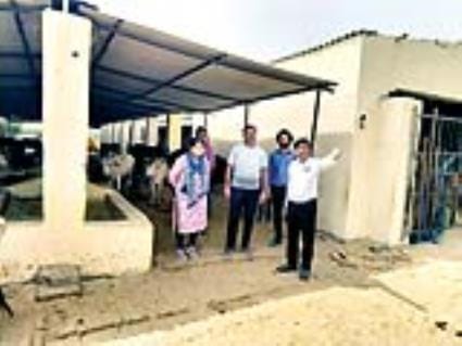 Additional tin shed will be built in the cowshed, storage center's capacity will increase