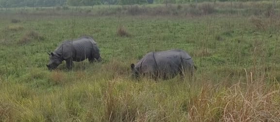 In Dudhwa forest, the closeness between rhinoceros Nakul and Vijayshree is increasing