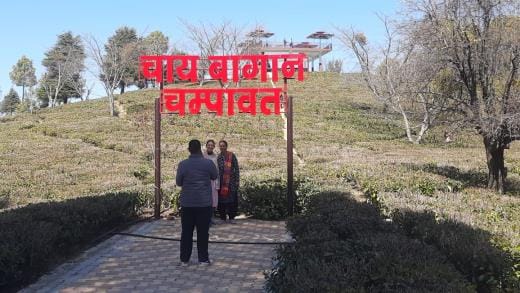 Champawat's tea is famous in foreign countries, now tea tourism will get recognition