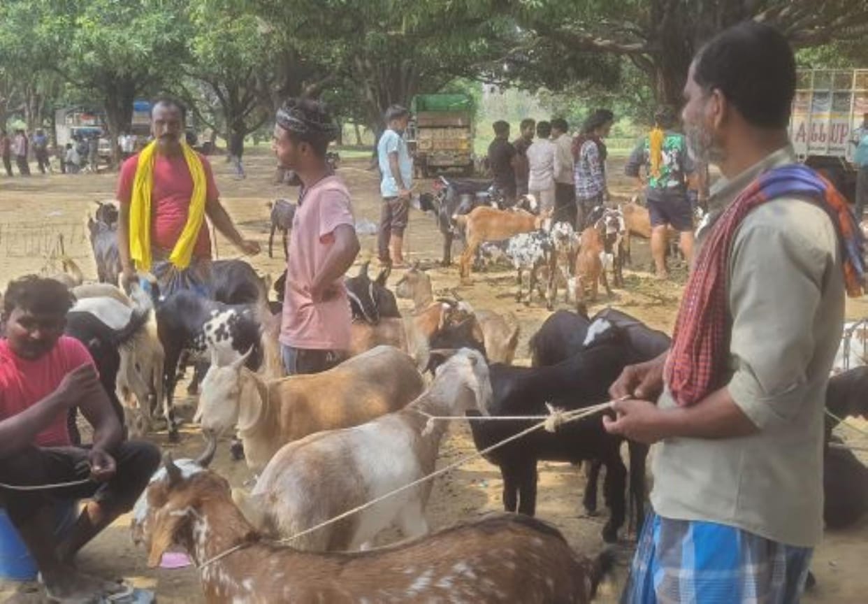 Purchase of goats for sacrifice has begun
