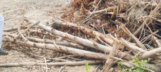 The enemies of greenery became responsible