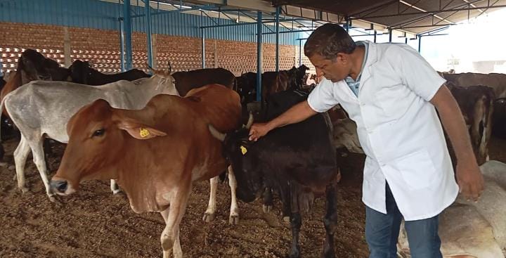 Due to the adverse effects of heat, there has been a 15 to 20 percent drop in milk production in animals: Dr. Vijay