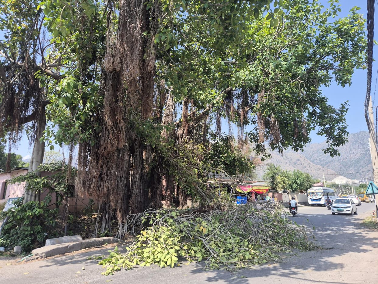 Tree Fall on Road