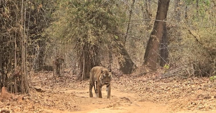 Tiger terror in Bandhavgarh, two villagers who went to search for cattle were attacked