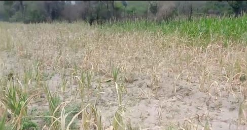 Water crisis in Bhavran village, maize crop planted in 40 kanals wasted