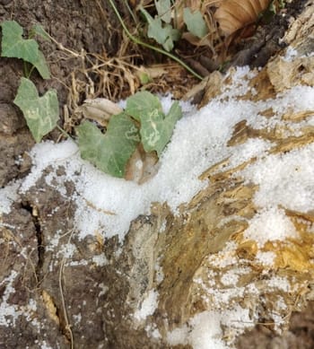 Urea and salt found in the roots of mango trees