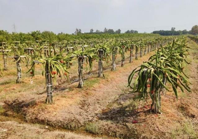 Dragon will make farmers rich under the mission