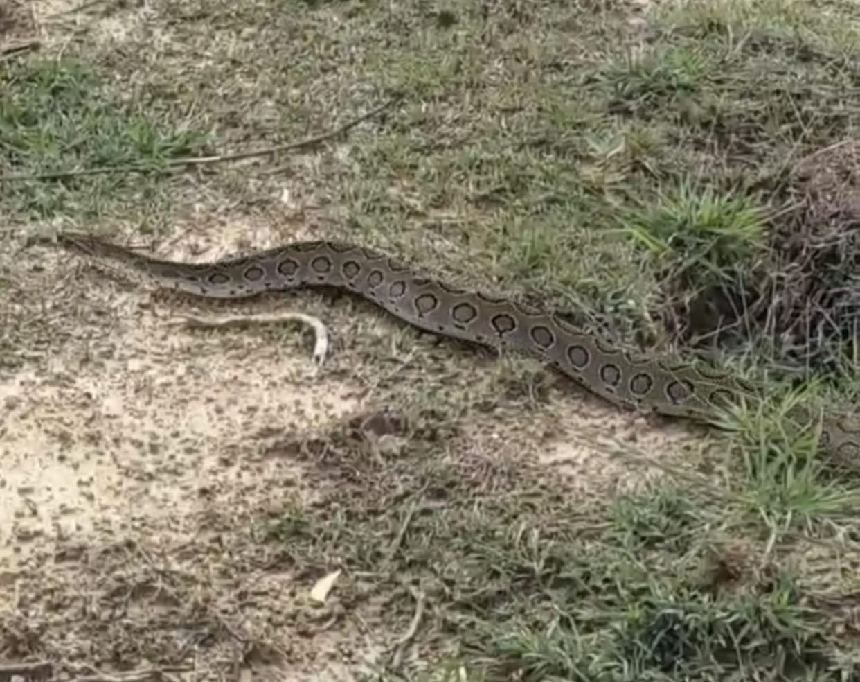Python and Russell Viper seen, panic