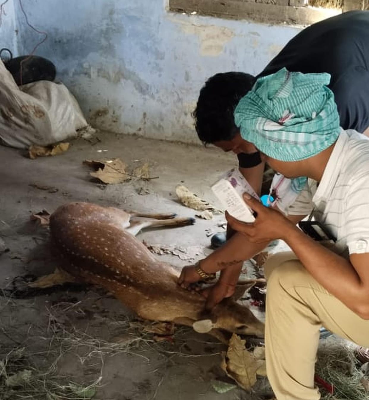 Villagers rescued a deer surrounded by dogs