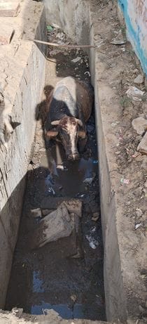 Bull stuck in the drain, taken out with the help of a crane