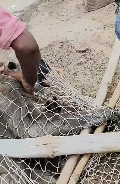 The captured mischievous langur was taken to the jungle and released