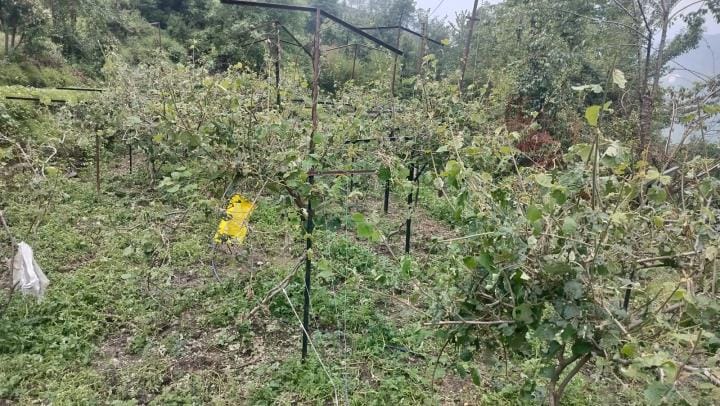 Hailstorm causes loss of more than 10 lakhs to kiwi growers of Girgaon