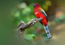Nandhaur Sanctuary... The flight of butterflies and the noise of birds attracts you