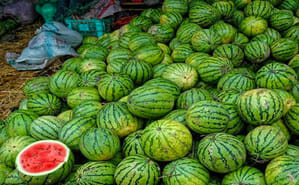Indore News: Unseasonal Rains Crash Fruit Prices, Farmers Seek Compensation