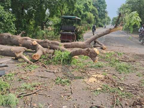 Tree Falls During Rain and Earthquake in Mawana, 2.5-Year-Old Girl Dies, Father Critically Injured