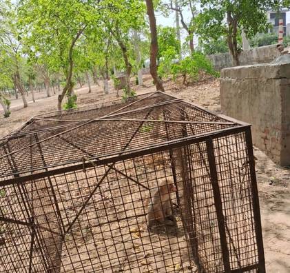 City dwellers will get relief from stray animals and monkeys