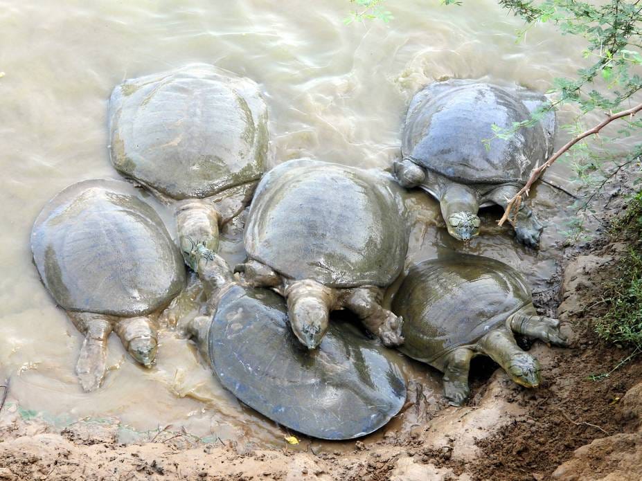 200 years old rare species of turtles in Kajalheri pond, come out as soon as you clap
