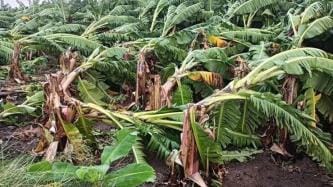 Sugar mill chimney collapsed due to storm and rain, chaos ensued