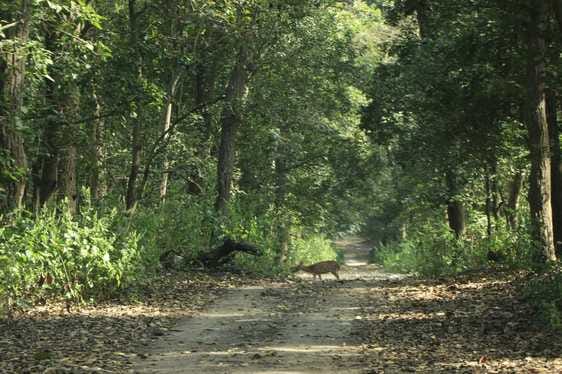 Preparations to install new CCTV cameras in Kalesar National Park