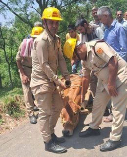 Rescue of a cow that fell into Katkal drain