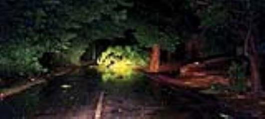 Due to the storm and rain in Farrukhabad late at night, trees fell at many places, causing heavy damage to the mango crop