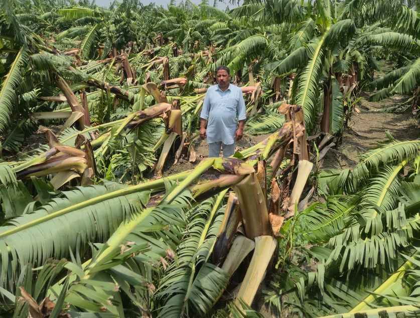 Several acres of banana crop were destroyed by the storm
