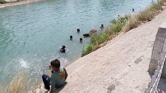 The cattle trapped in the Bhakra canal were rescued after chasing them for 1 km