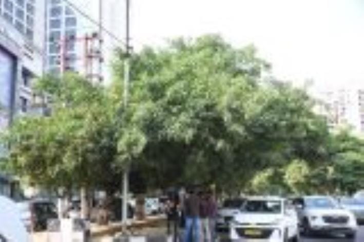 Sacrificing trees is easy... if we had made a plan to save them, intellectual development would have been visible