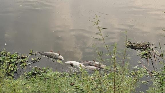 Thousands of fish died in the lake of CG City Wetland