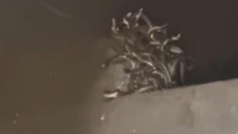 Snake in the tank...is there any connection with smuggling