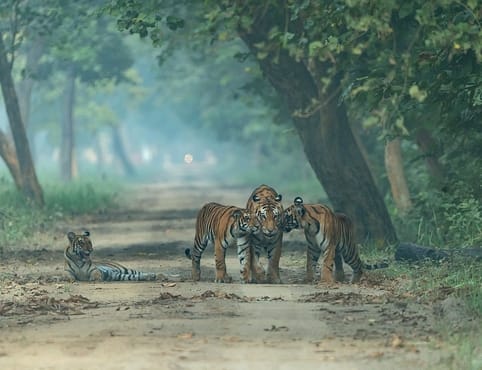 Dudhwa is rich in biodiversity, but challenges have increased