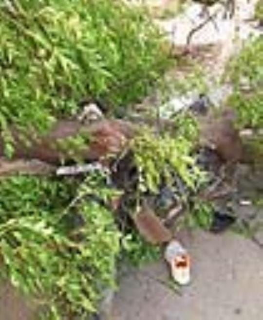 Storm took lives... BA student and mechanic died due to falling of tree