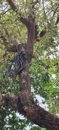 Electricity supply is being provided by tying cables to trees