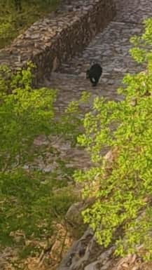 Chittorgarh News: Bear Spotted Near Chittorgarh Fort After Decades, Forest Department Launches Rescue Operatio