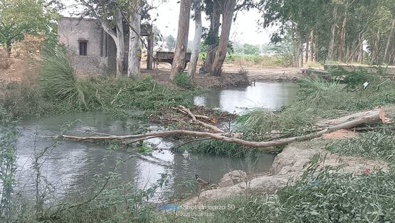 1200 trees fell, 275 poles broke and 15 transformers damaged in the storm.1200 trees fell, 275 poles broke and 15 transformers damaged in the storm.