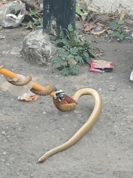 The forest department caught a snake from the ruins near the GRP outpost