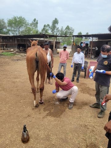 Eight horses brought from Hyderabad died