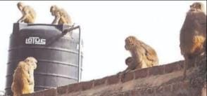 Monkey's feat in Vrindavan: Ran away with a bag full of diamonds worth Rs 20 lakh police chased him for eight