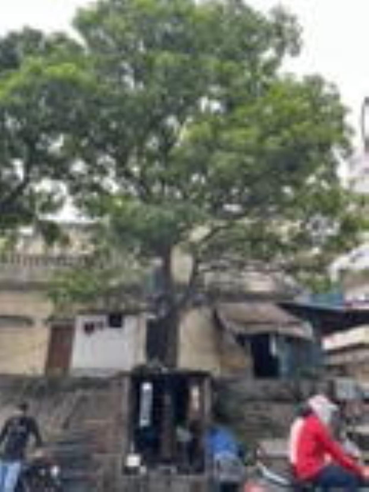 150 trees are yet to be sacrificed for the green corridor