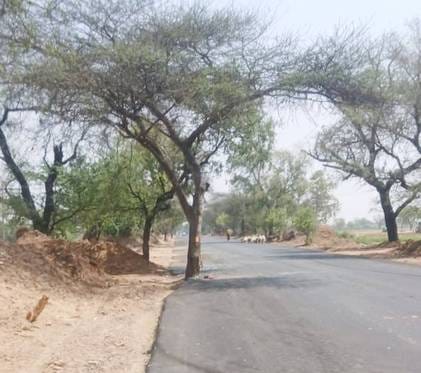 Car collided with a tree standing in the middle of the road, 2 youths injured