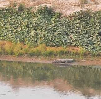 Crocodile seen near Azizganj Dam