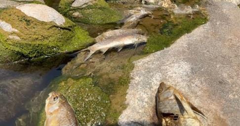 Fish Dead in River