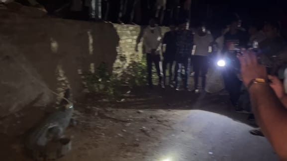 crocodile was seen in Chittorgarh at a place where there is neither a river nor a pond for miles