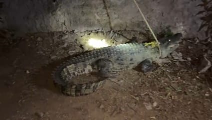 Crocodile entered the farmer's house panic spread in the village rescue operation lasted for one hour